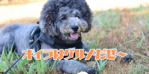 トイプードルがグルメなアイキャッチ