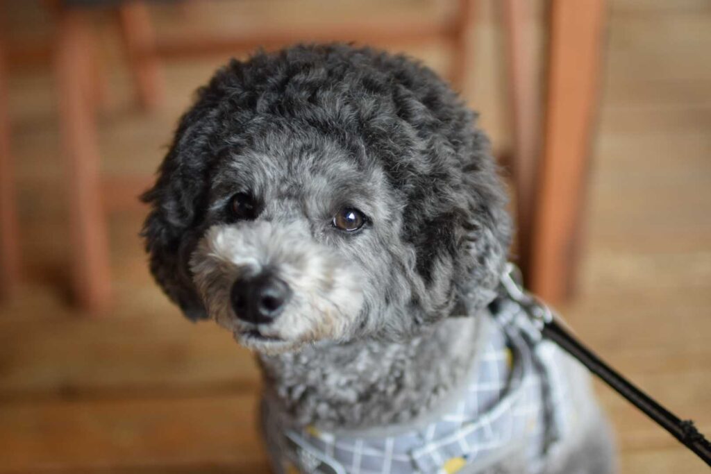 ワンカフェ丹波となつき君