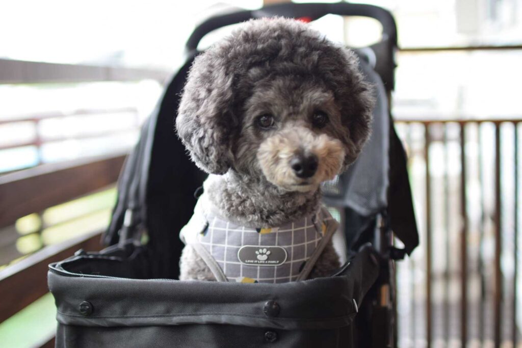 ワンカフェ丹波でのなつき君