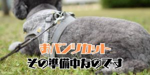 おパンツカットのアイキャッチ