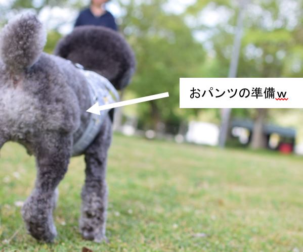 おパンツカットの準備中