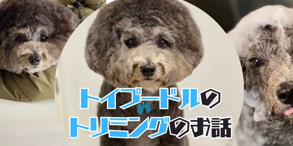 トイプードルのトリミングのアイキャッチ