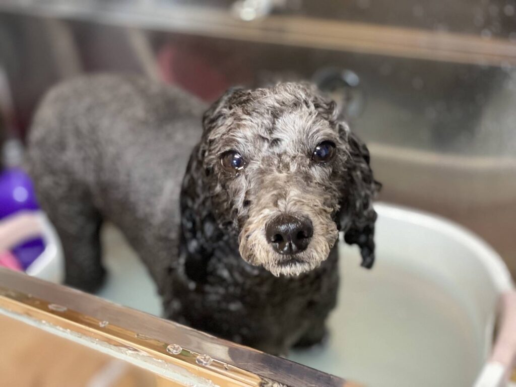 シャワー後のなつき君