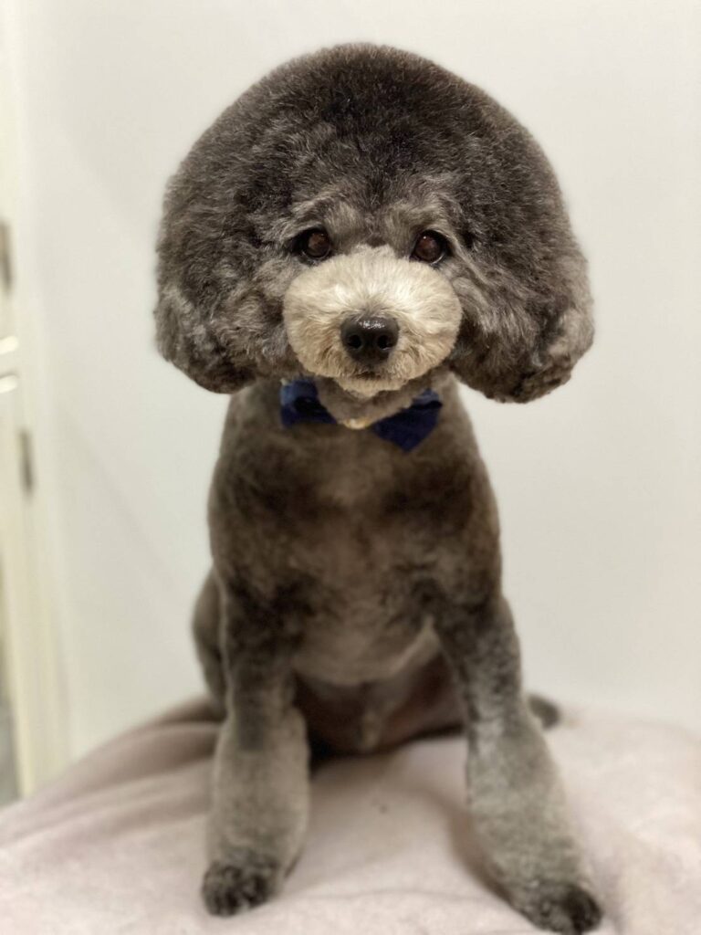 ポーズを決めるなつき君