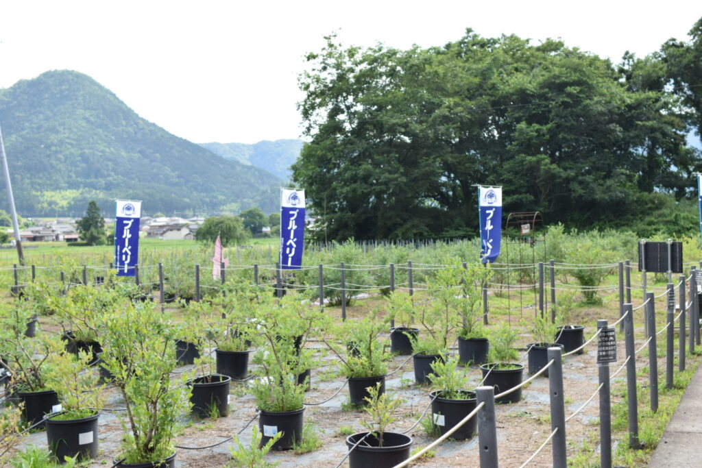 ブルーベリー農園