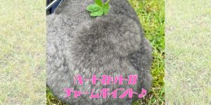 ハートカットのアイキャッチ