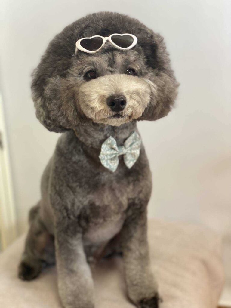 サングラスをかけたトイプードル