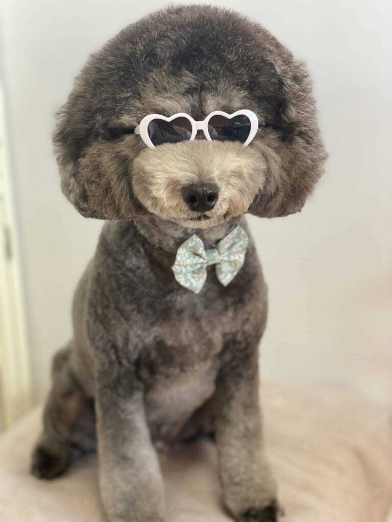 サングラスできまったトイプードル