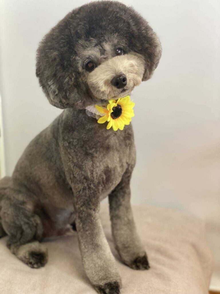 ひまわりネクタイのトイプードル