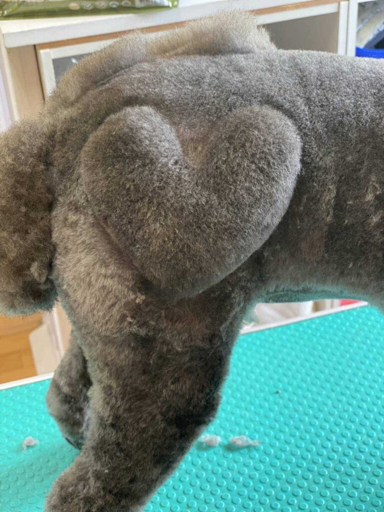 トイプードルのハートカット