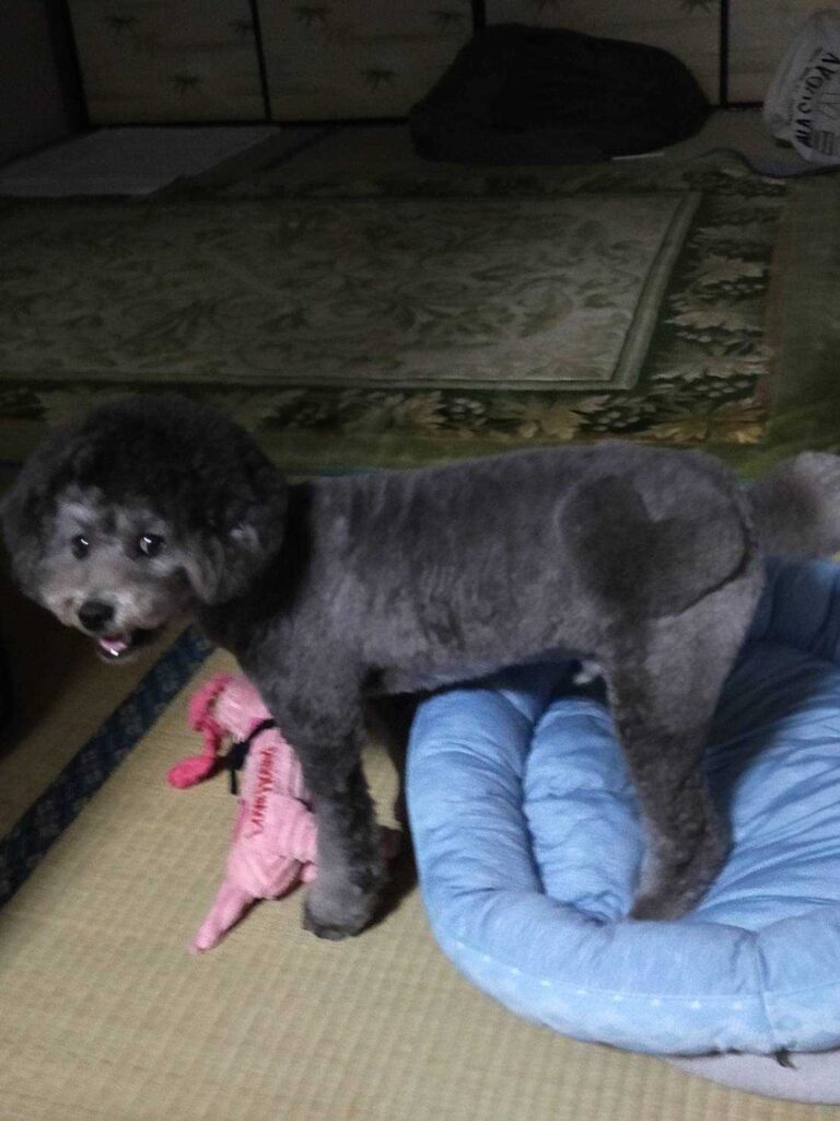 こっちを向くトイプードル