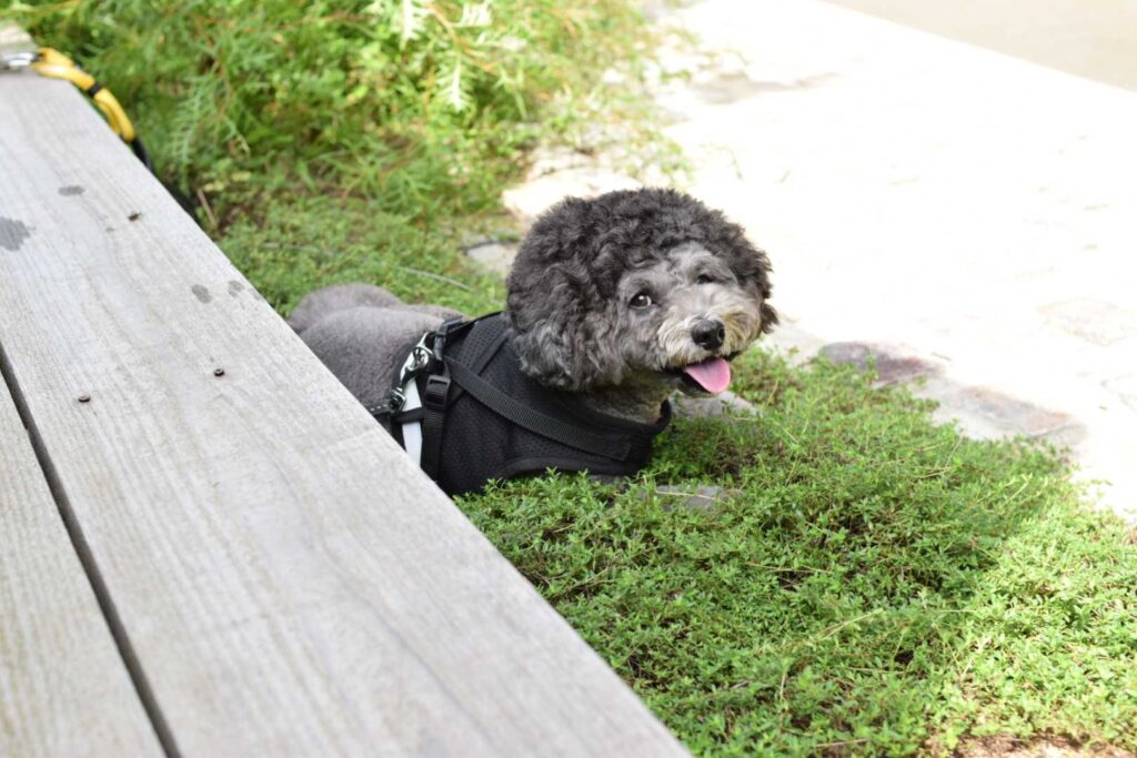 日影でくつろぐなつき君