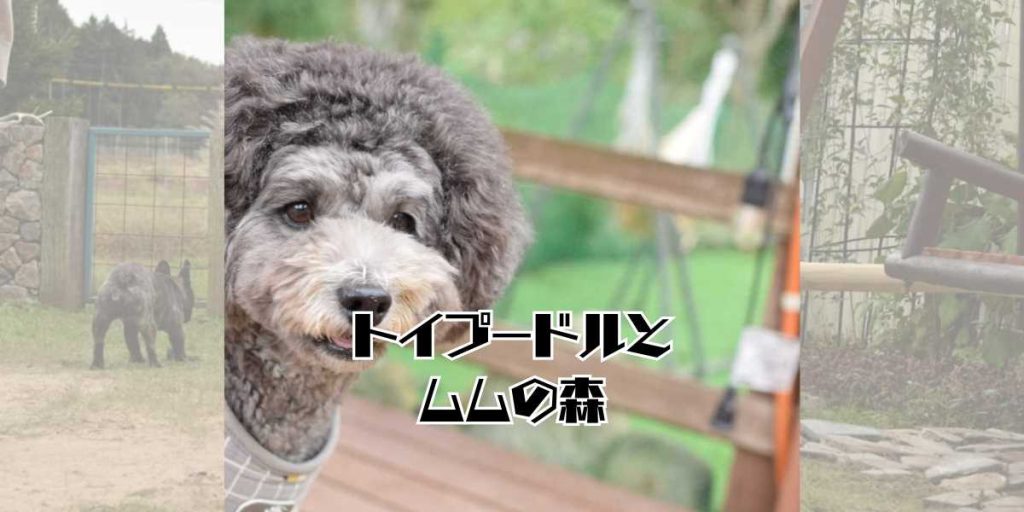 ムムの森のアイキャッチ