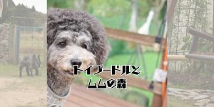 ムムの森のアイキャッチ