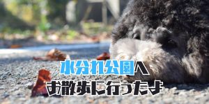 水分れ公園のアイキャッチ