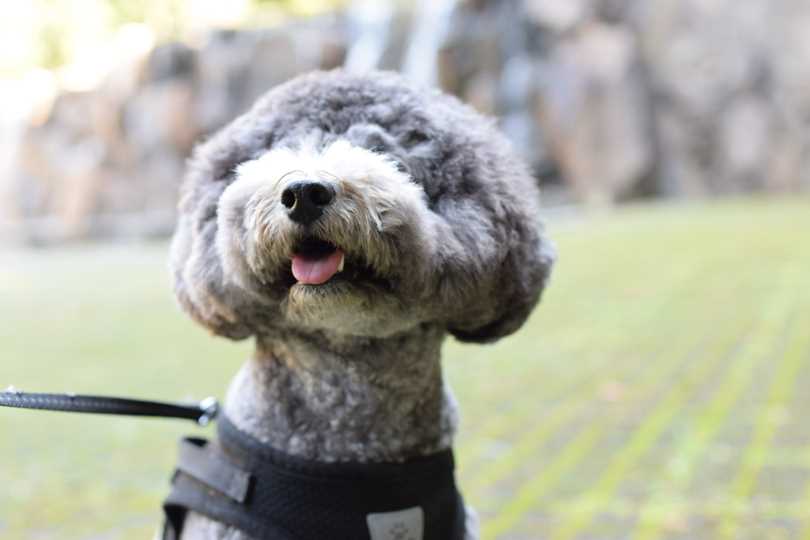 楽しそうななつき君