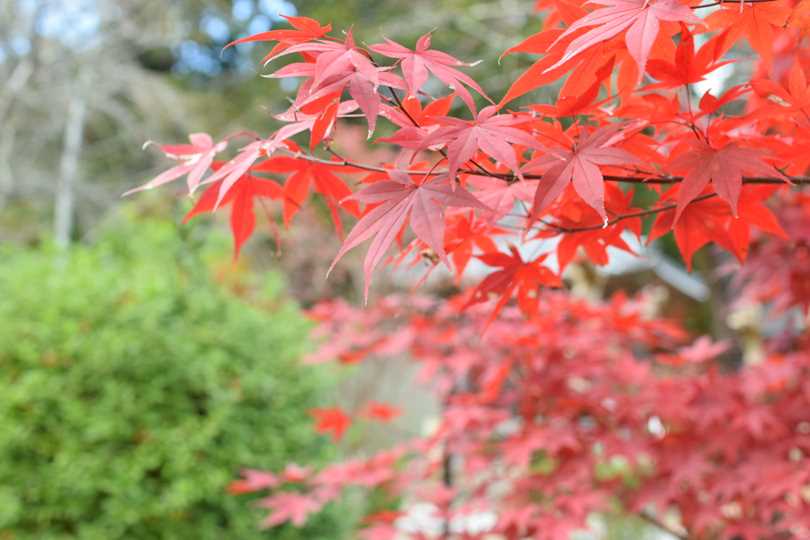 美しい紅葉