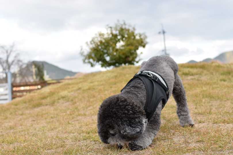 アジュンコーヒーのドッグランで遊ぶなつき君