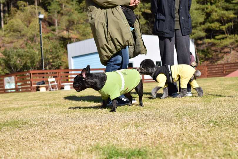ドッグランで遊ぶトイプードルなつき君