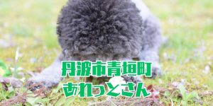 あれっとさんのアイキャッチ