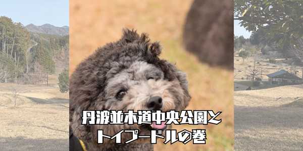 並木道中央公園のアイキャッチ