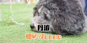 穂のWonneのアイキャッチ