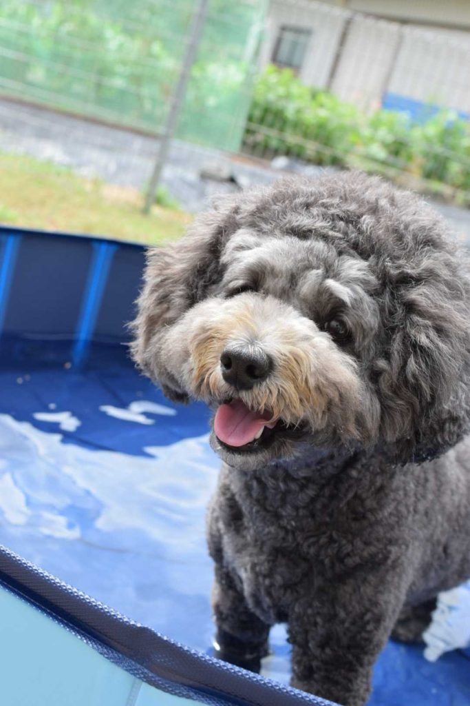 トイプードルとプール4