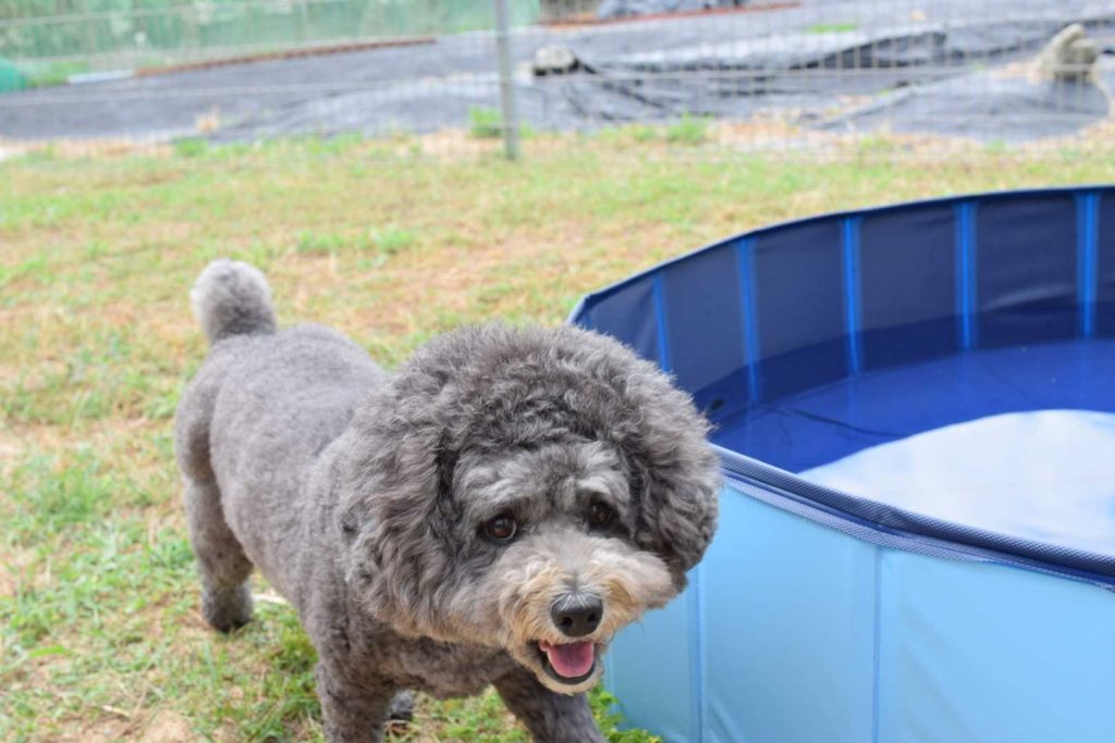 トイプードルとプール