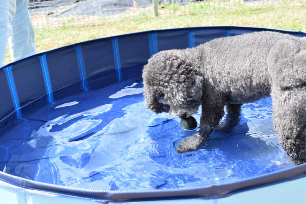 トイプードルとプール3