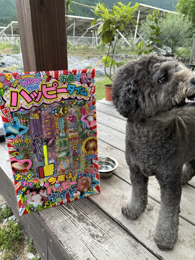 トイプードルと花火1