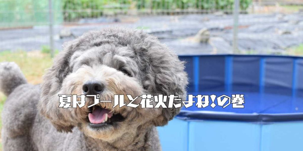 トイプードルとプールのアイキャッチ