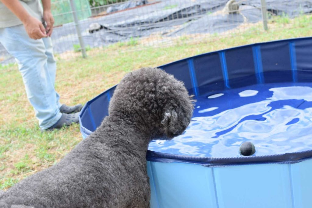 トイプードルとプール2