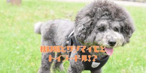 サツマイモとトイプードルのアイキャッチ