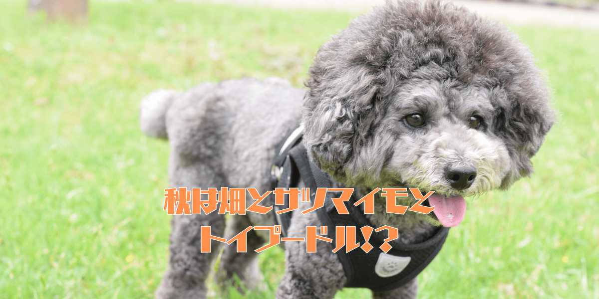 サツマイモとトイプードルのアイキャッチ