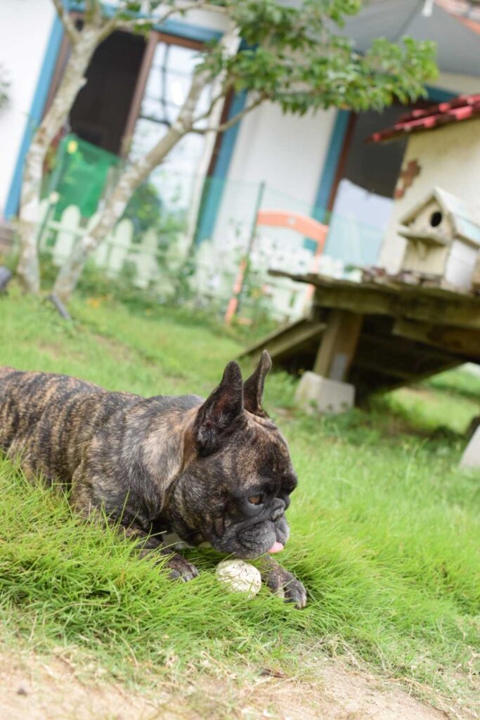 ムムの森の藤丸君