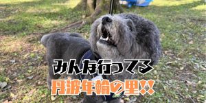 年輪の里のアイキャッチ