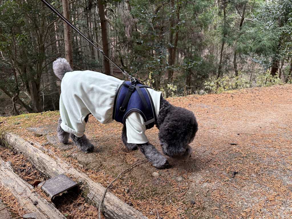 匂いを嗅ぐトイプードル