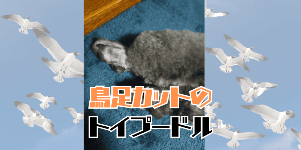 鳥足カットのアイキャッチ