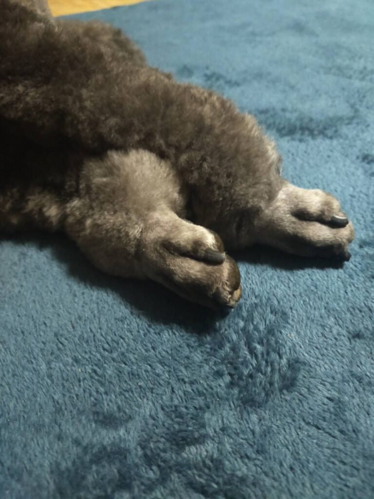 鳥足カットのアップ