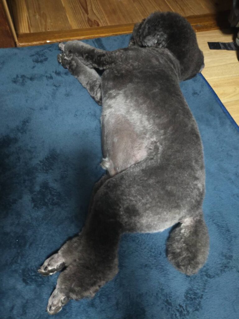 カットで疲れたトイプードルの図